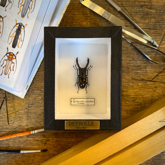 Cyclommatus metallifer finae