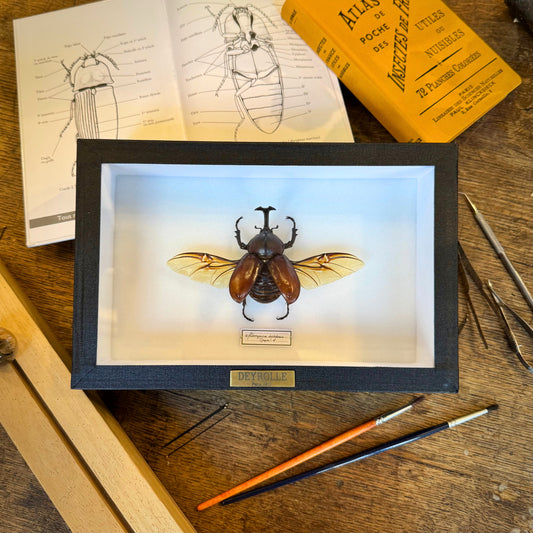 Allomyrina dichotoma