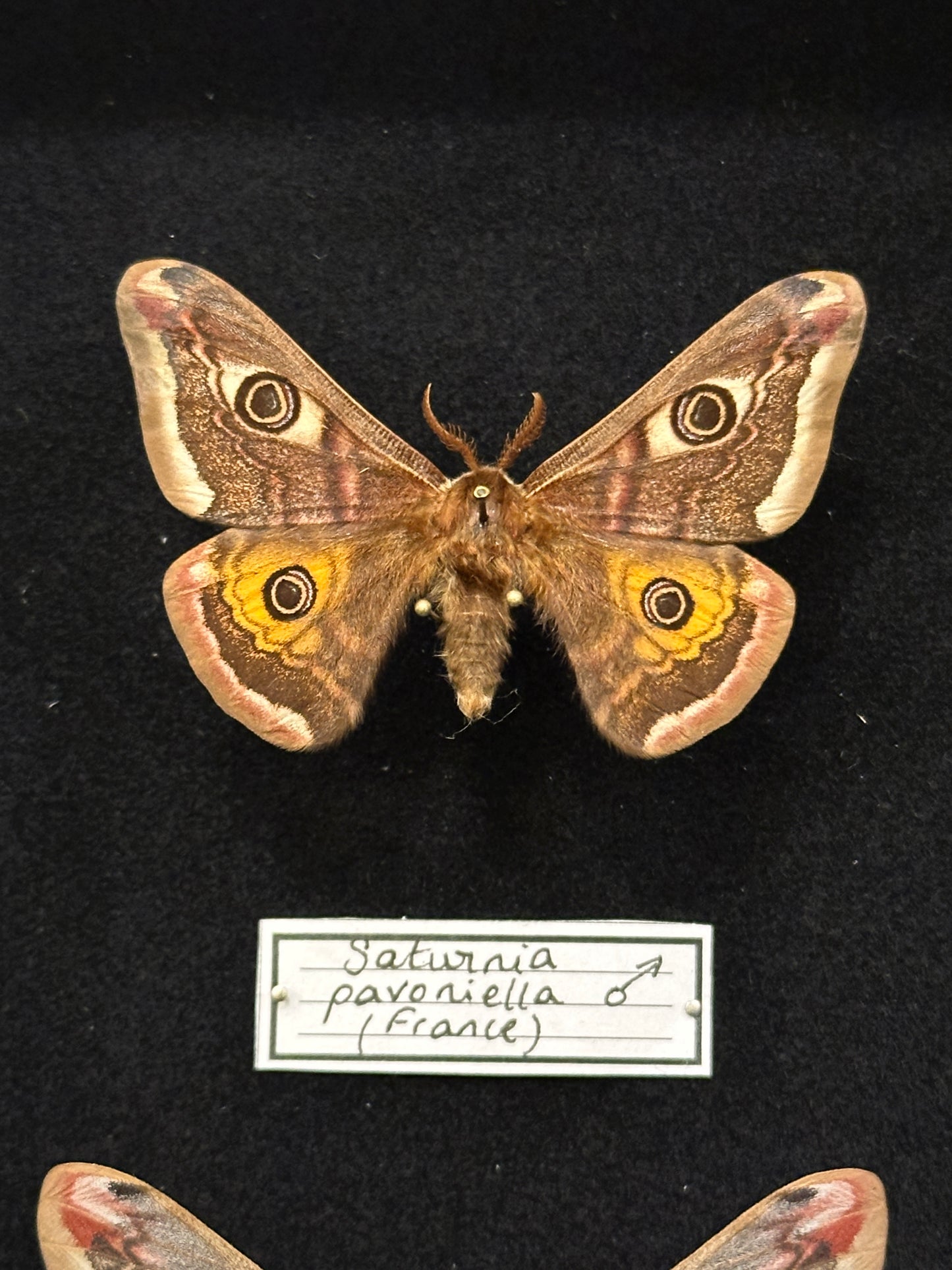 Saturnia pavoniella mâle et femelle