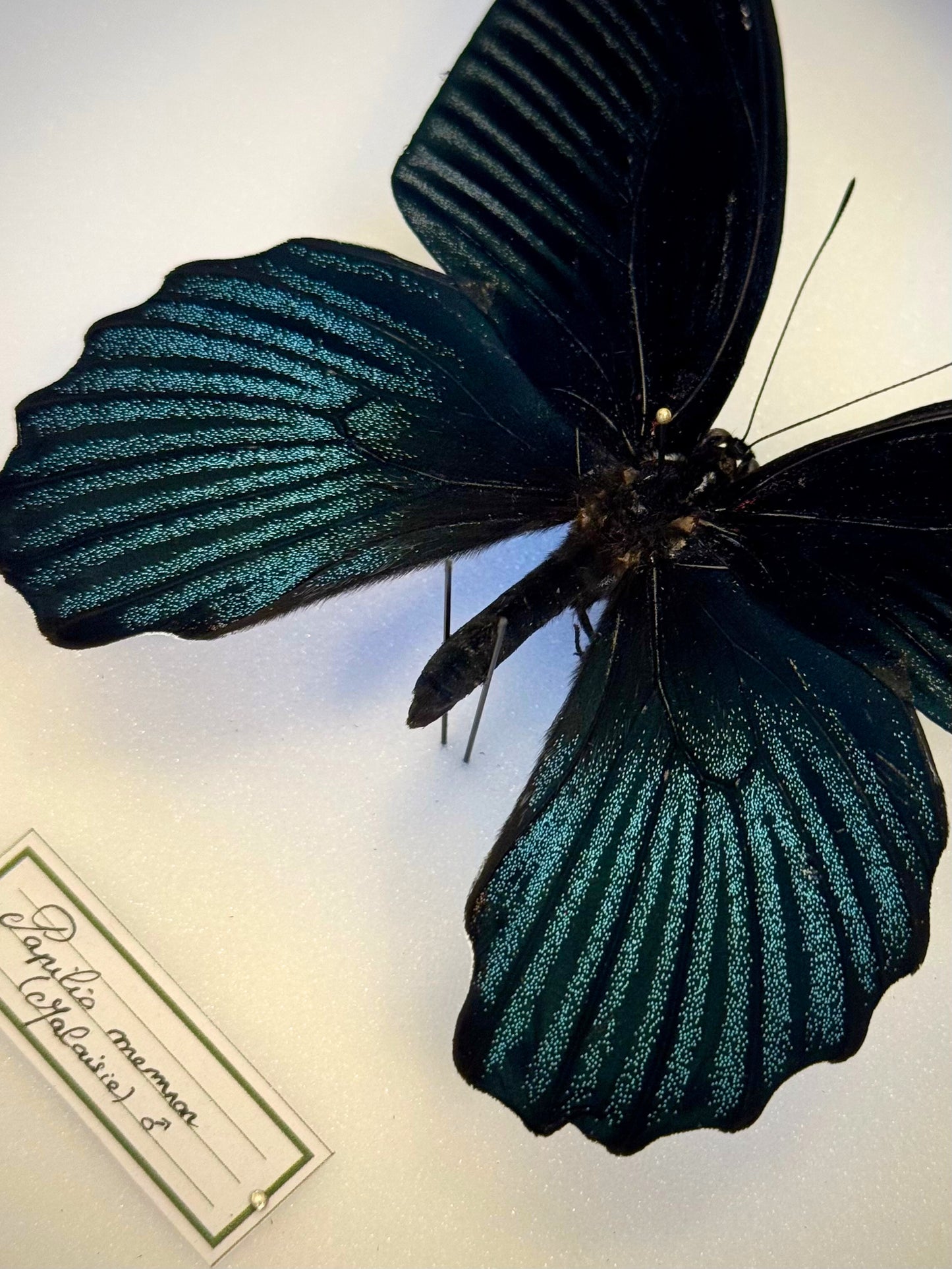 Papilio memnon