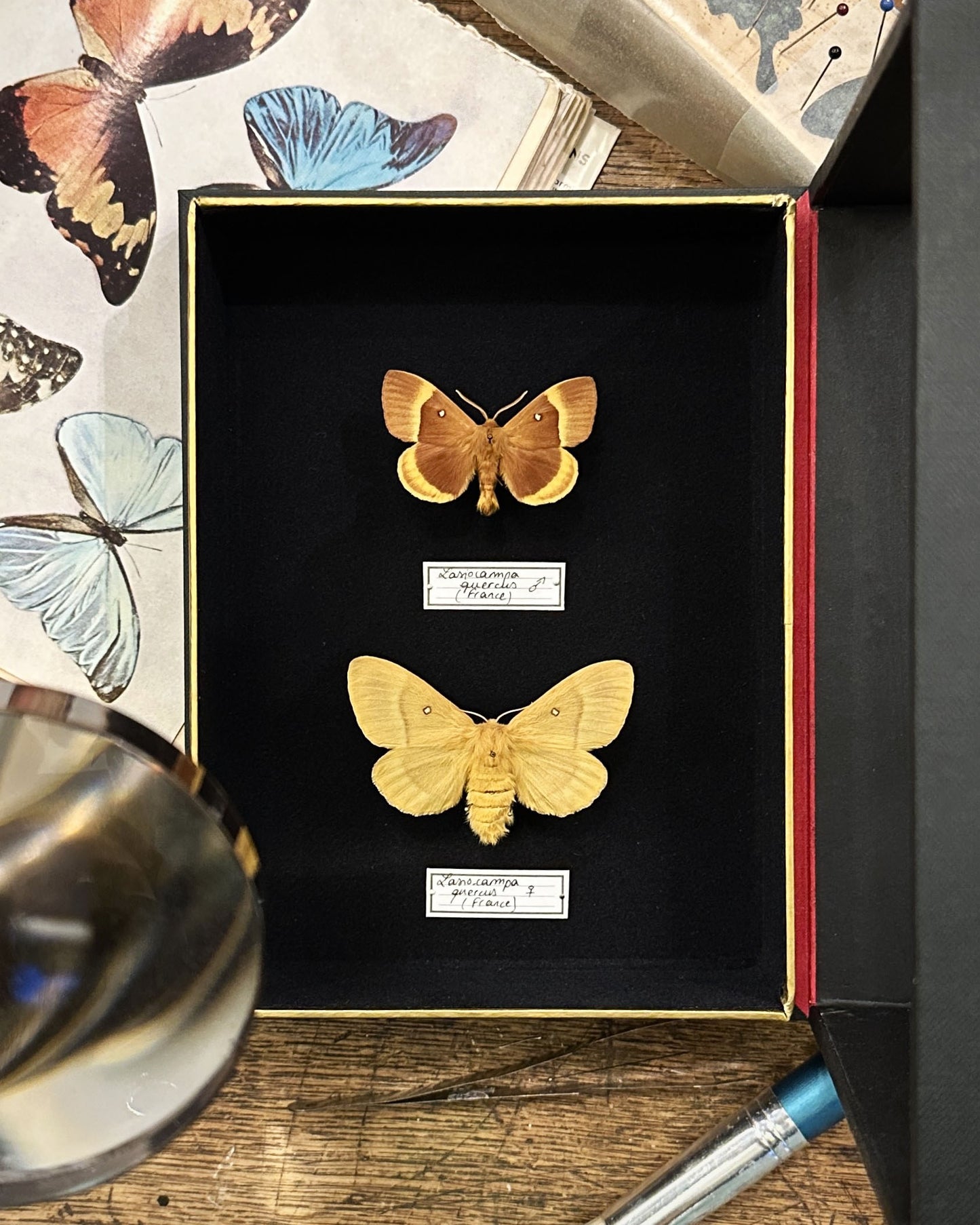 Lasiocampa quercus mâle et femelle