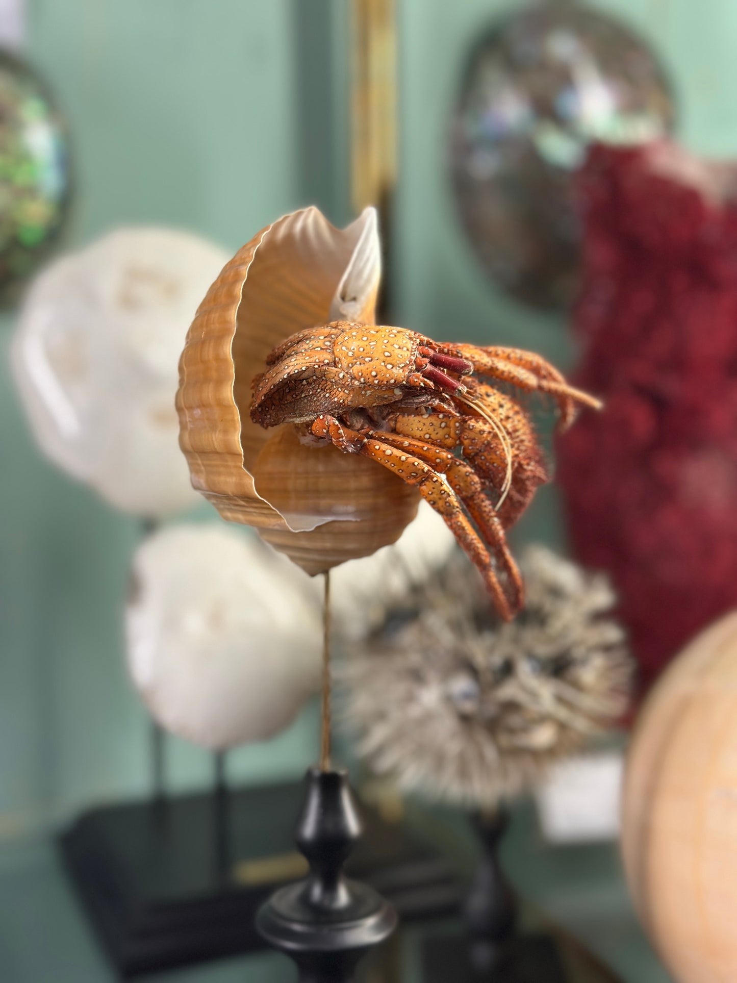 hermit crab on a base