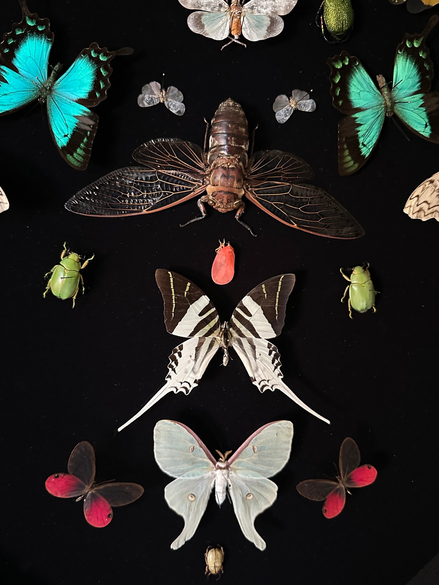 Mandala entomologique monumental