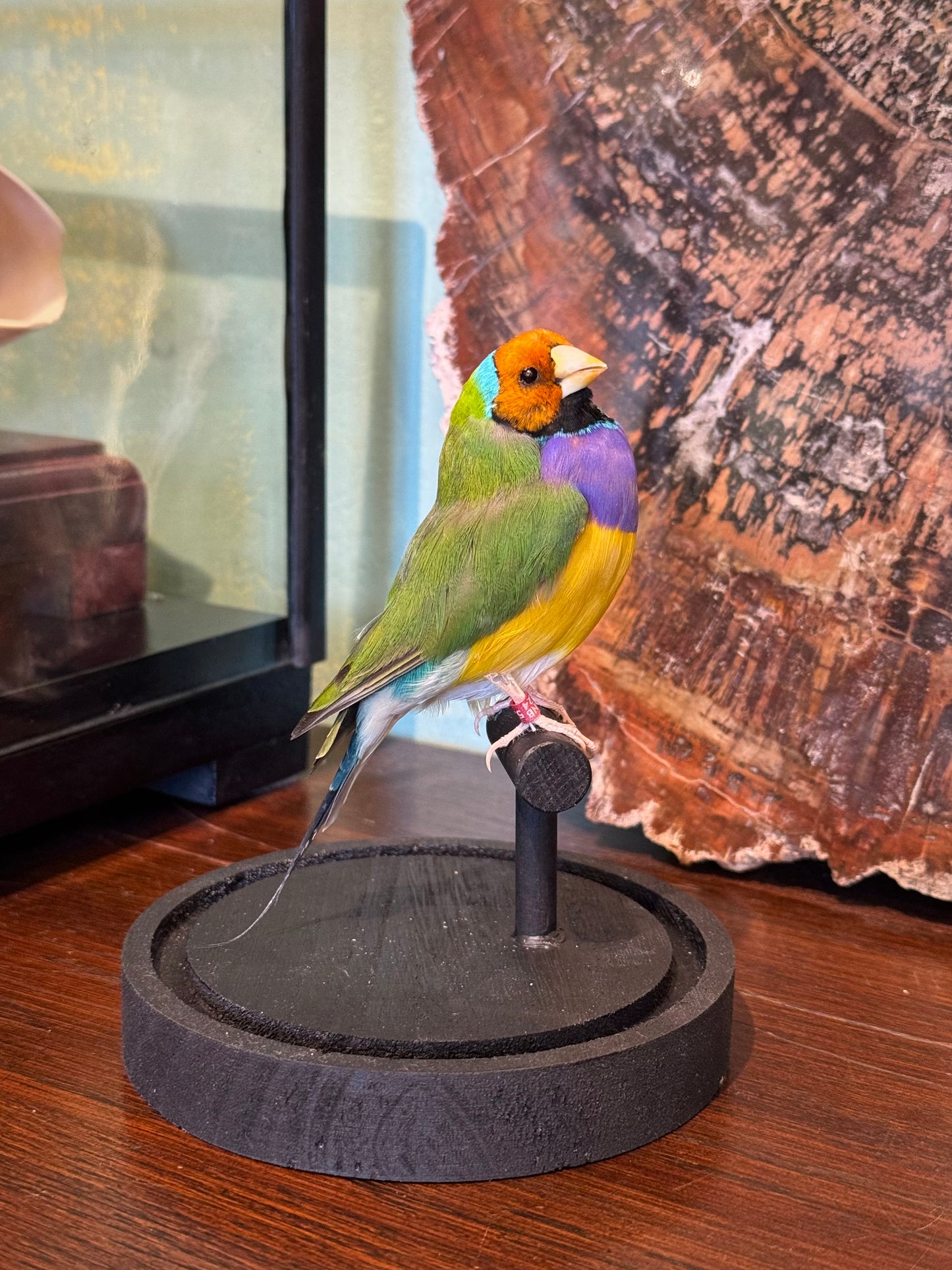 Diamant de Gould sous globe