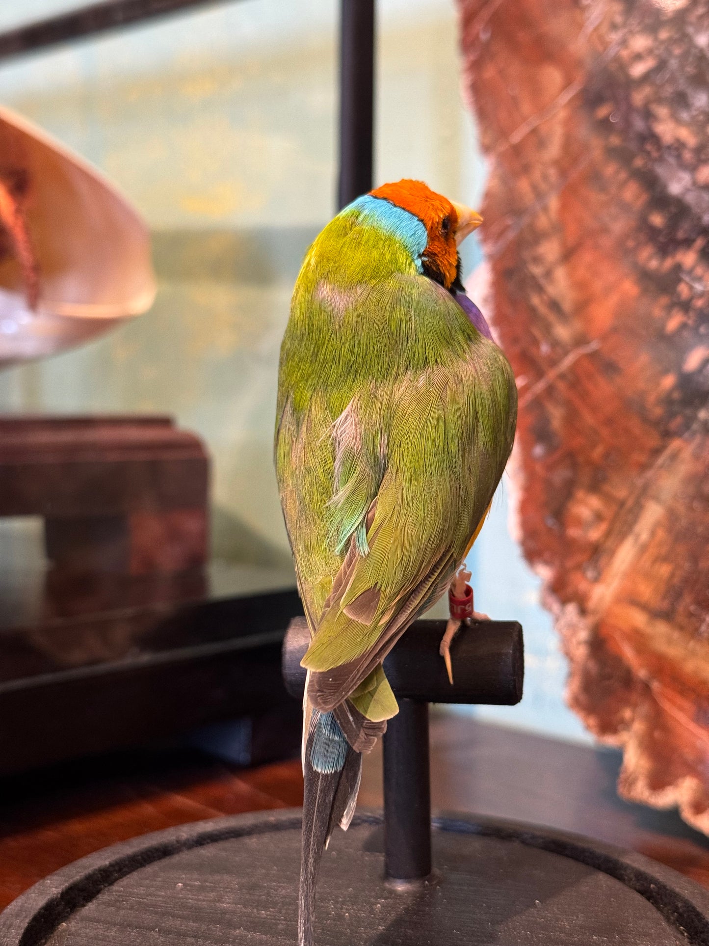 Diamant de Gould sous globe