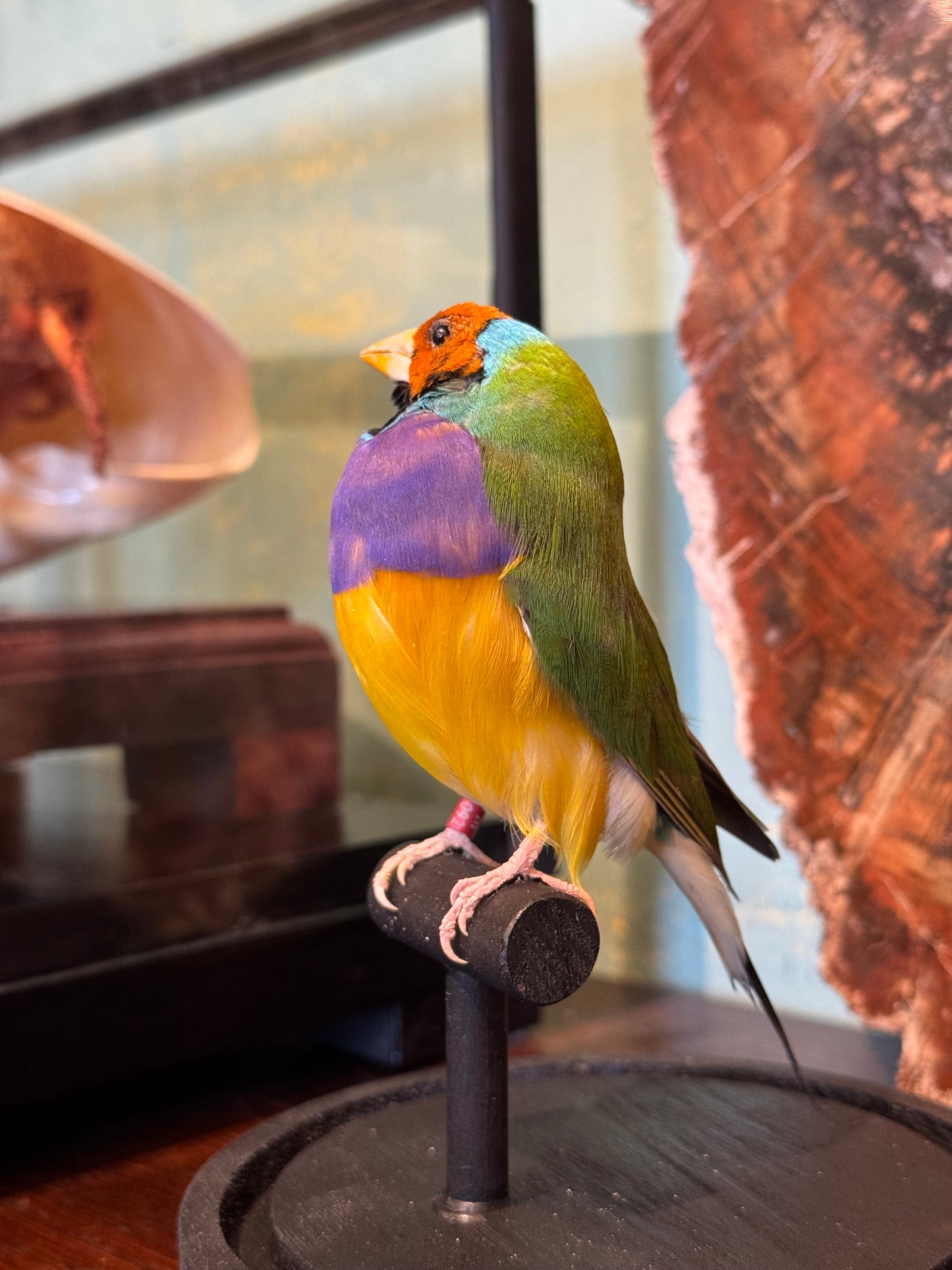 Diamant de Gould sous globe