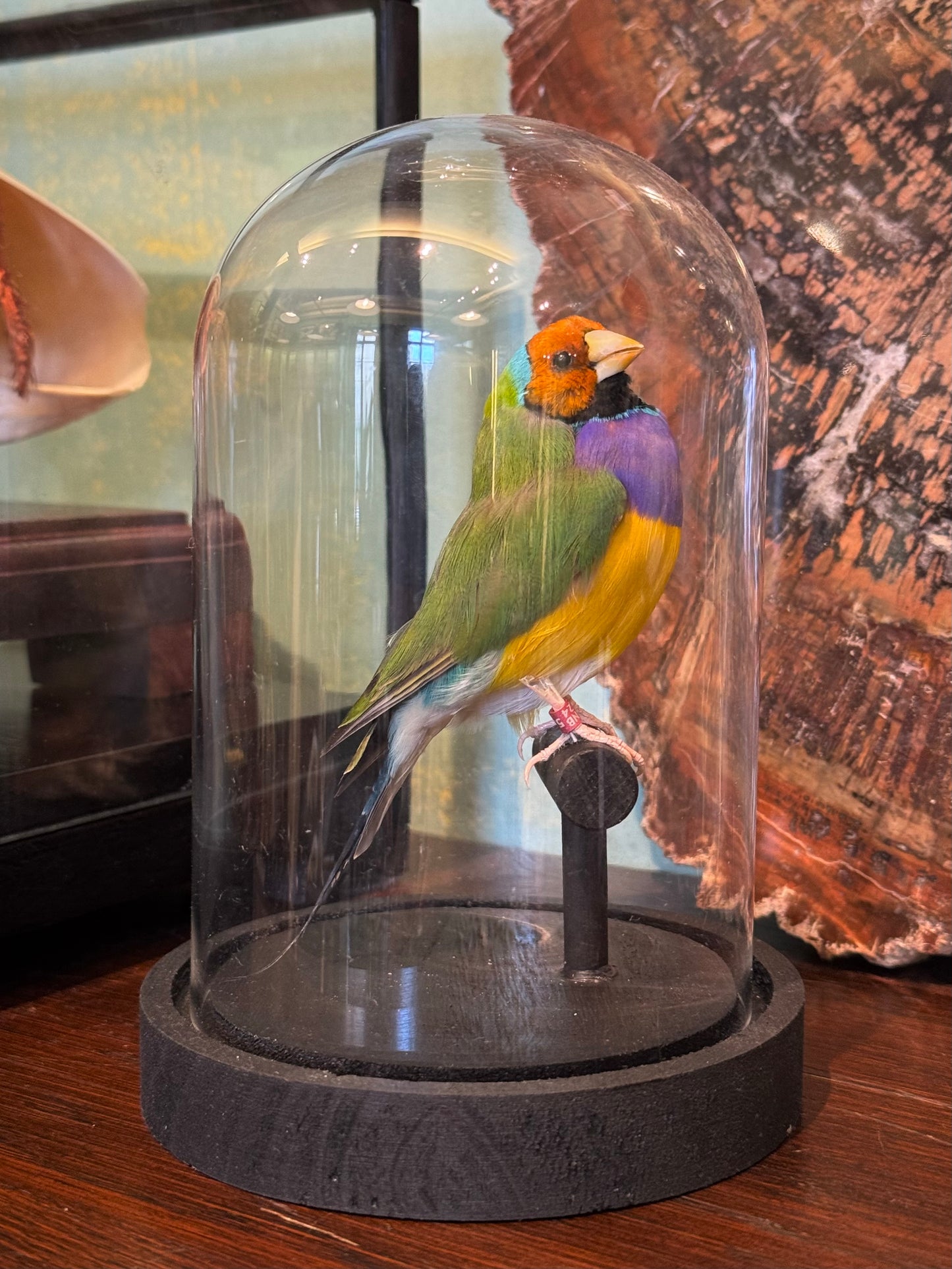 Diamant de Gould sous globe