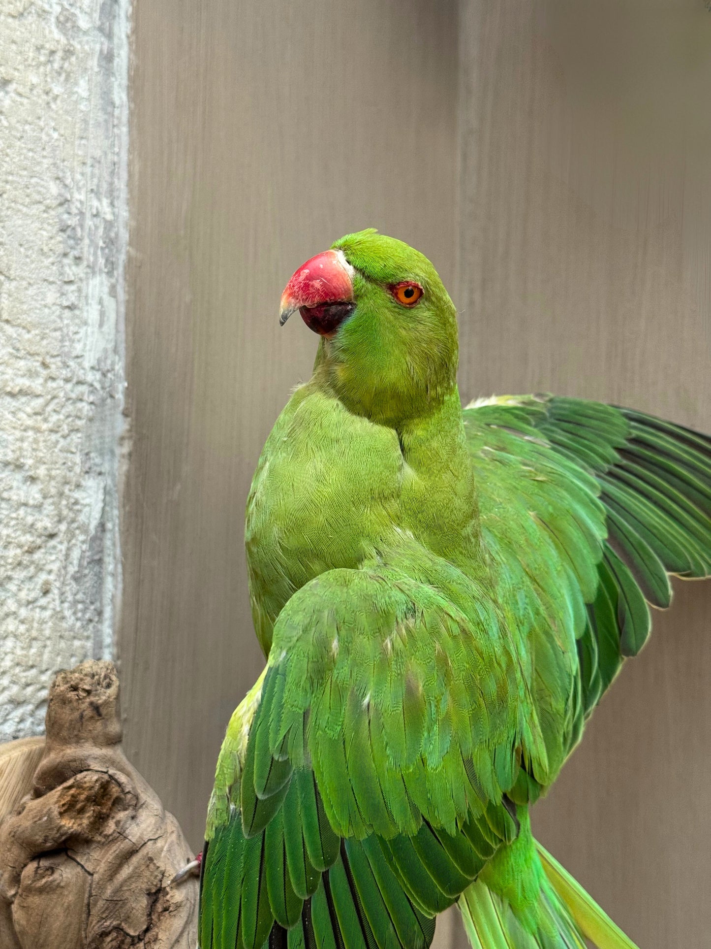 Collared Parakeet