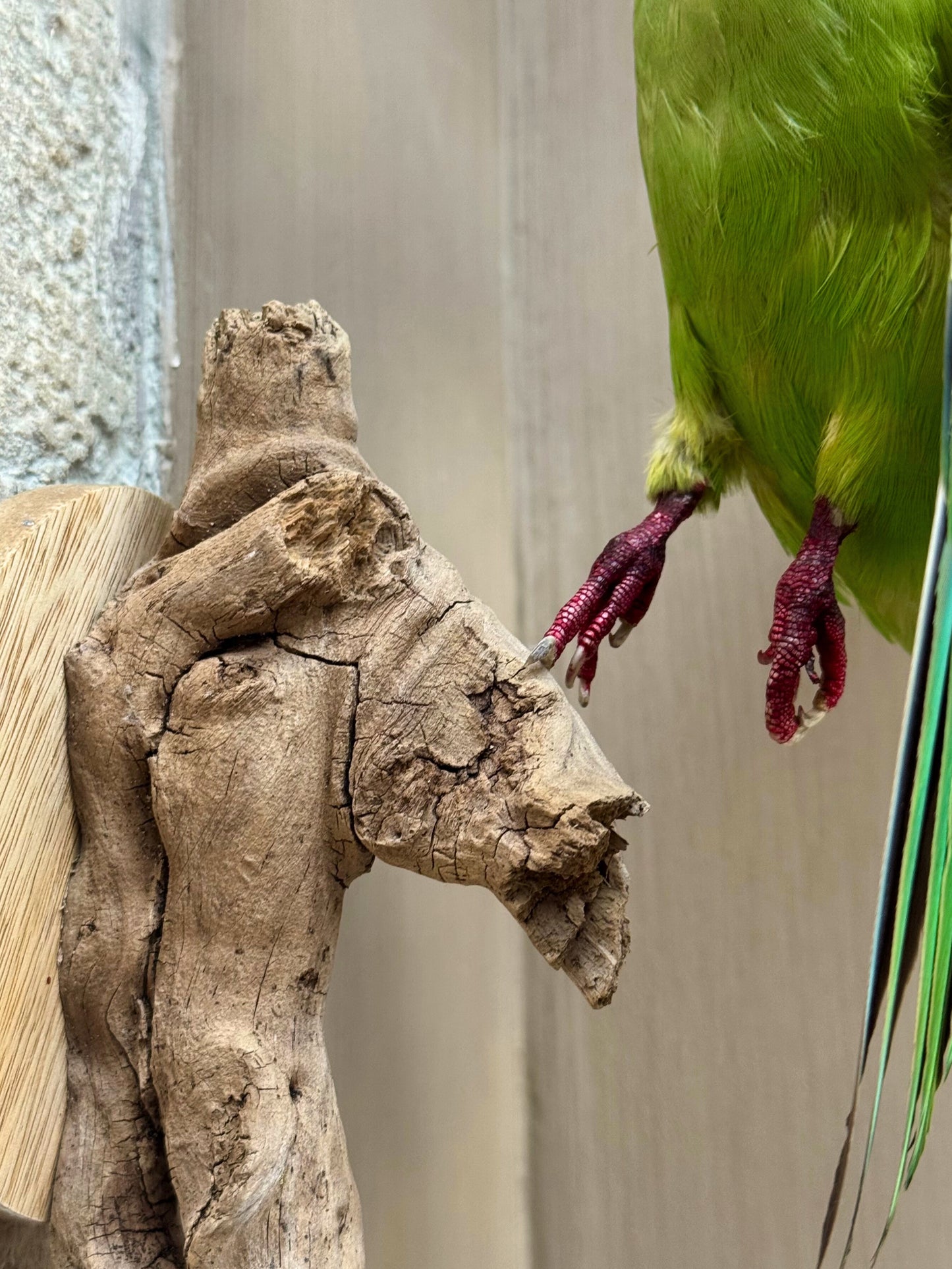 Collared Parakeet