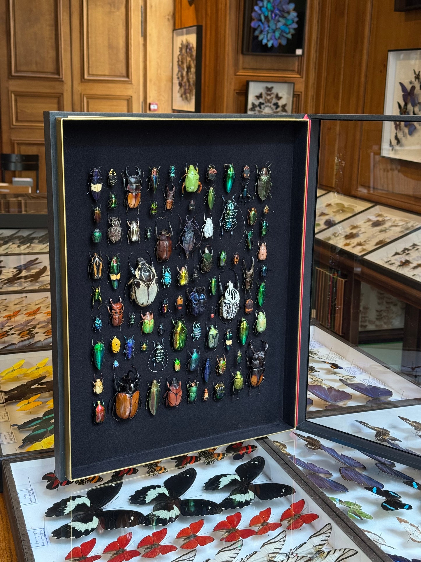 Rectangular beetle composition