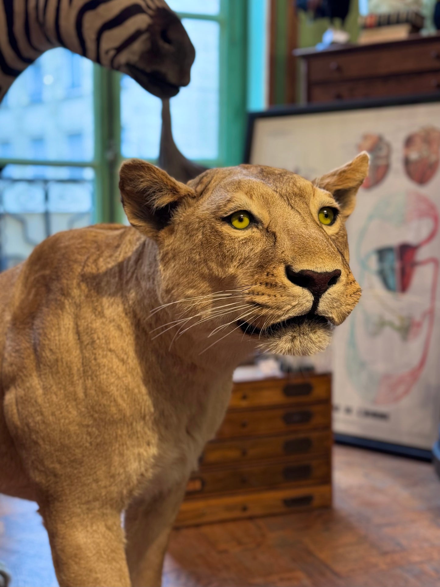 Lionne debout