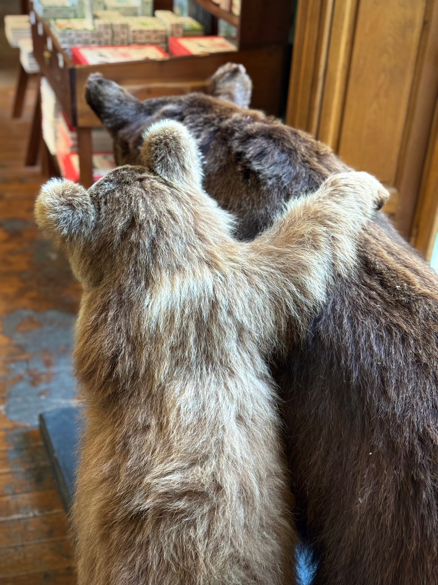 Ourse brune et juvénile