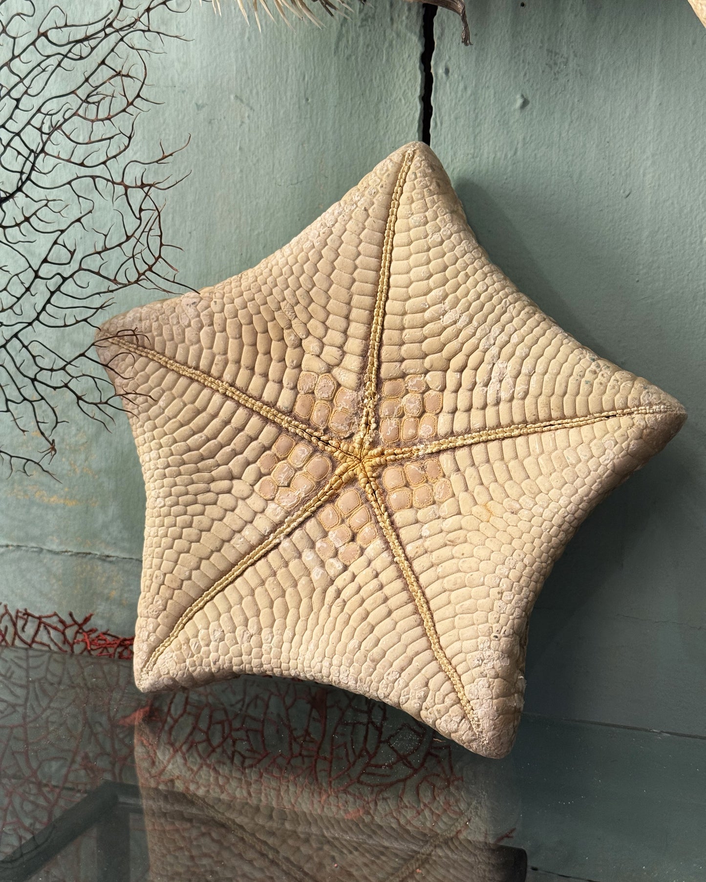 Étoile-coussin