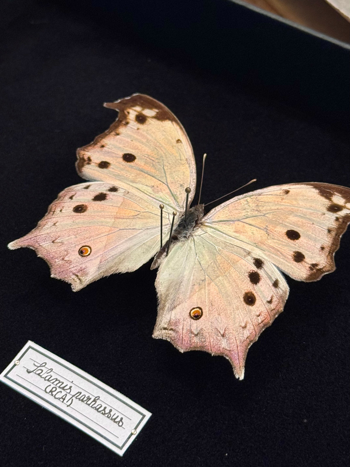 Salamis parhassus
