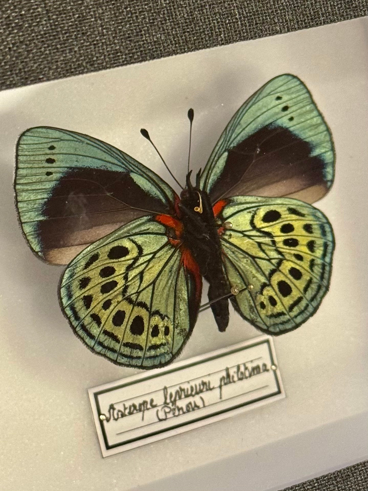 Asterope leprieuri philotima