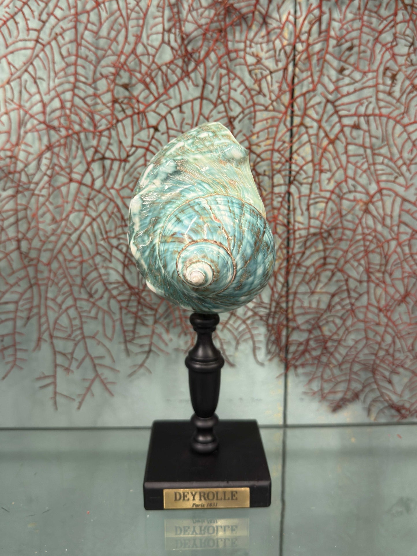 Turbo de Madagascar sur socle