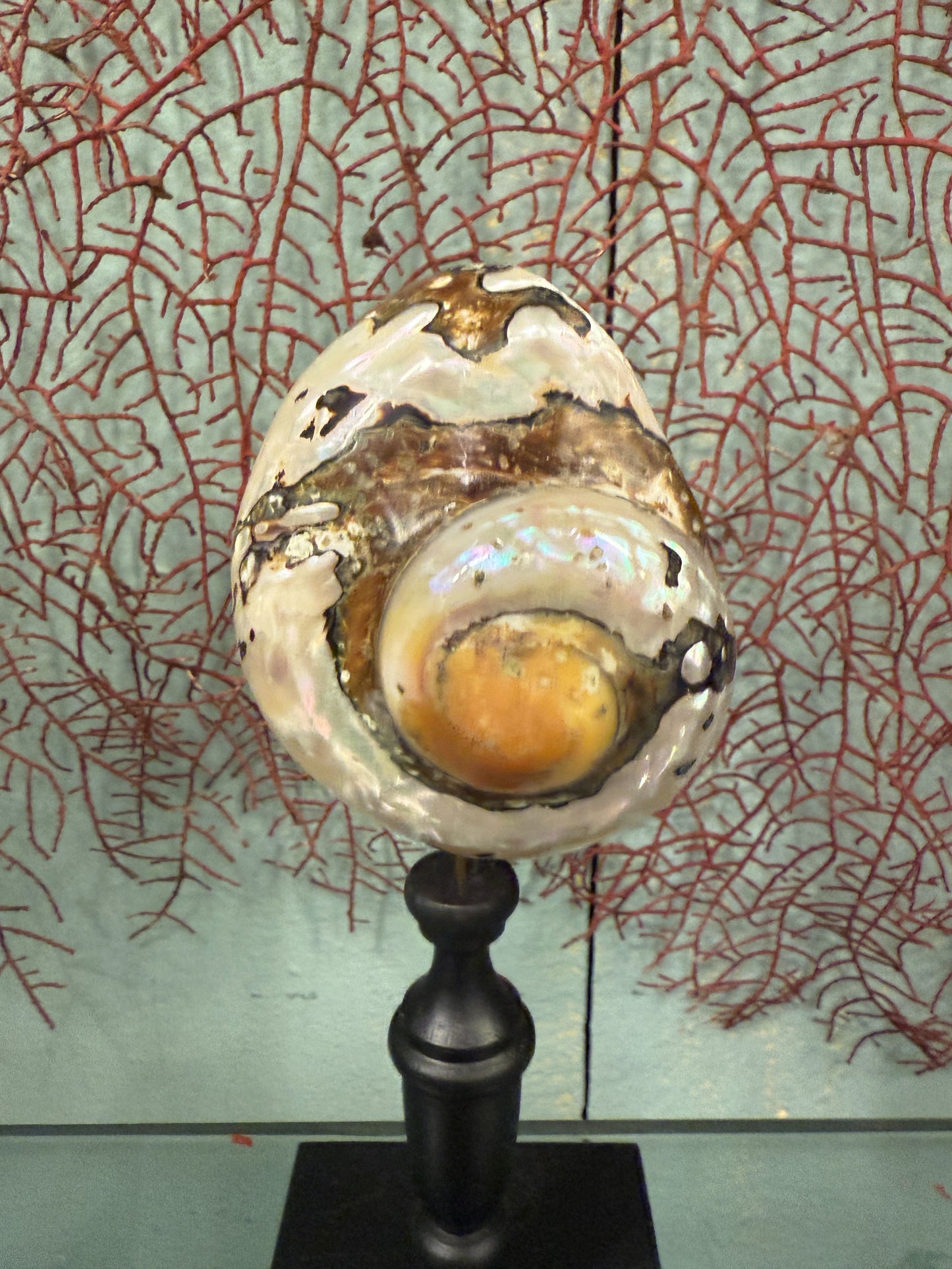 Turbo sarmaticus sur socle