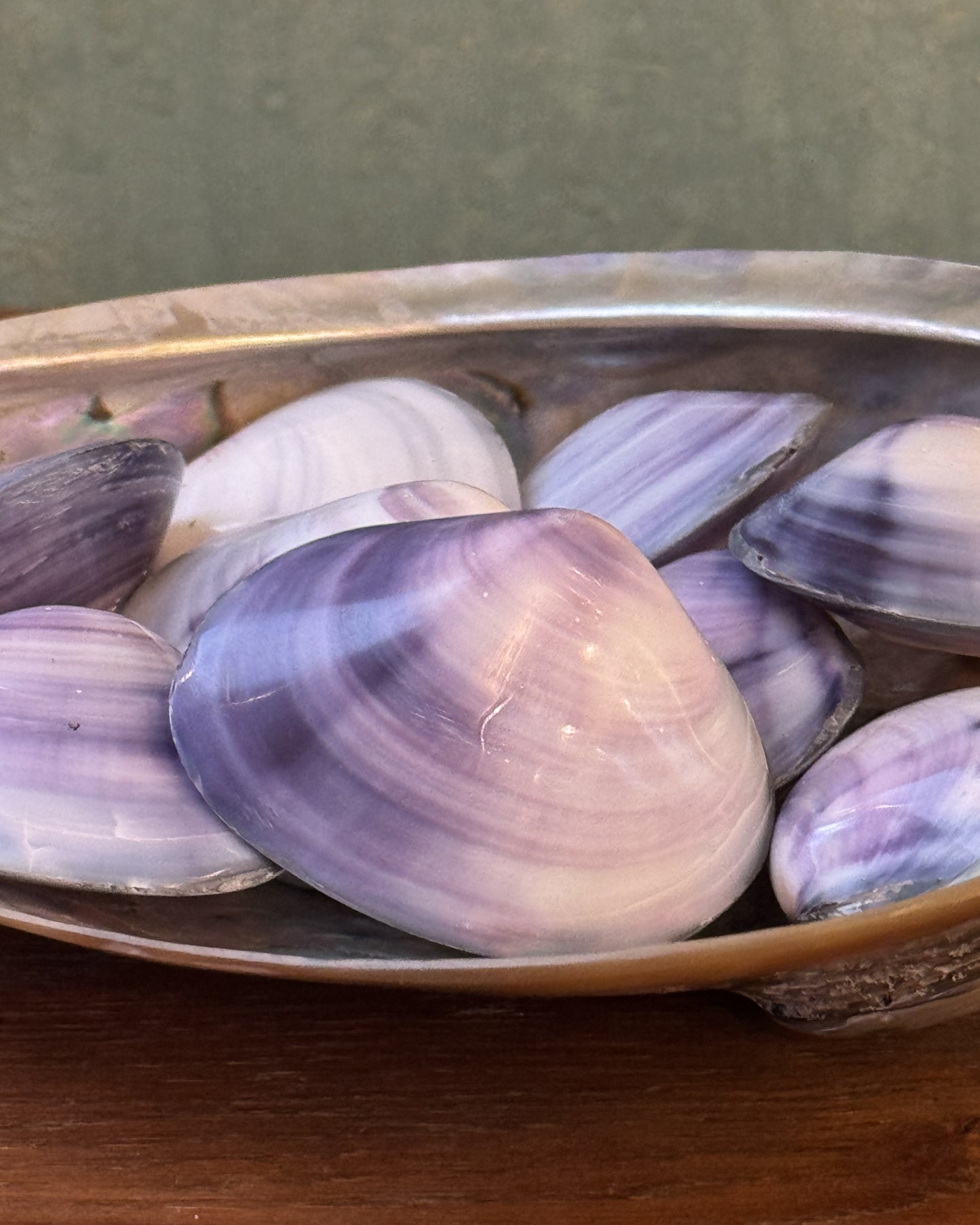 Bivalve violet
