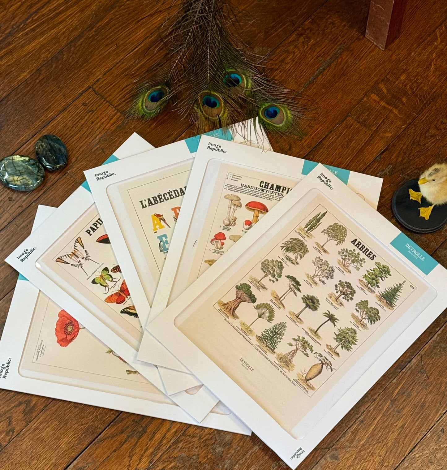 Trees - Deyrolle x Image Republic