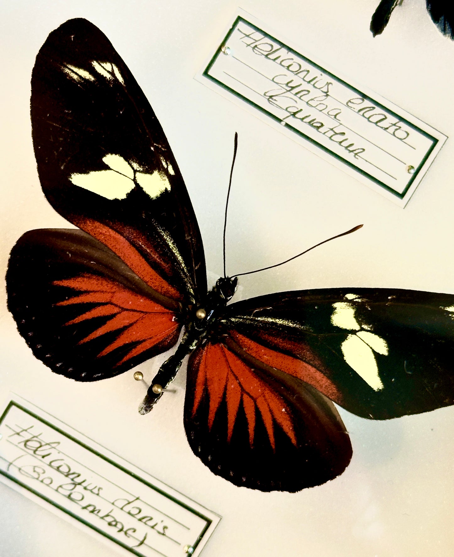 Heliconius erato, Heliconius doris