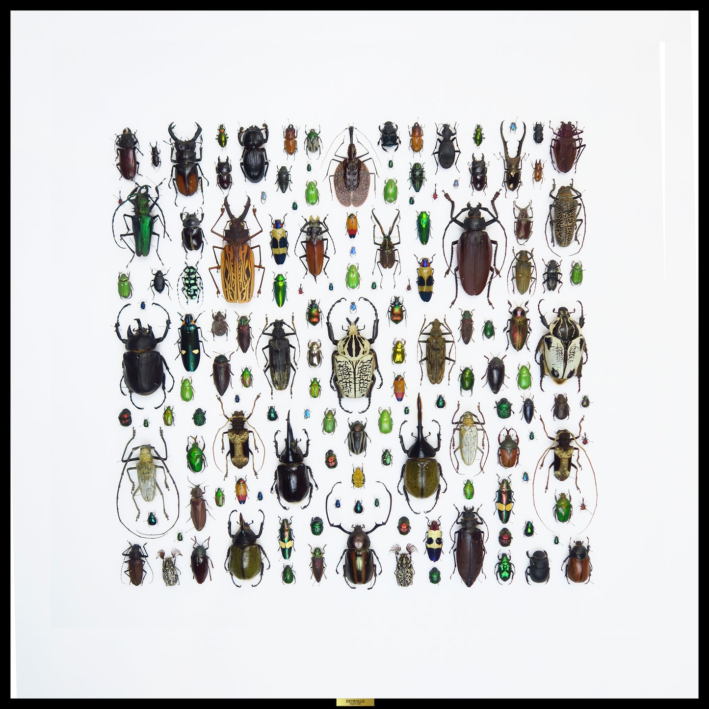 The diversity of beetles