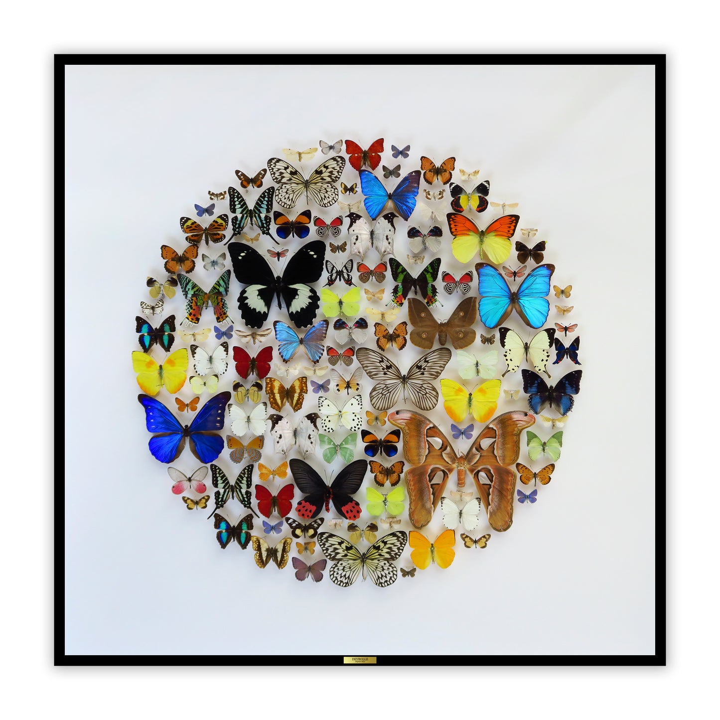 The diversity of Lepidoptera