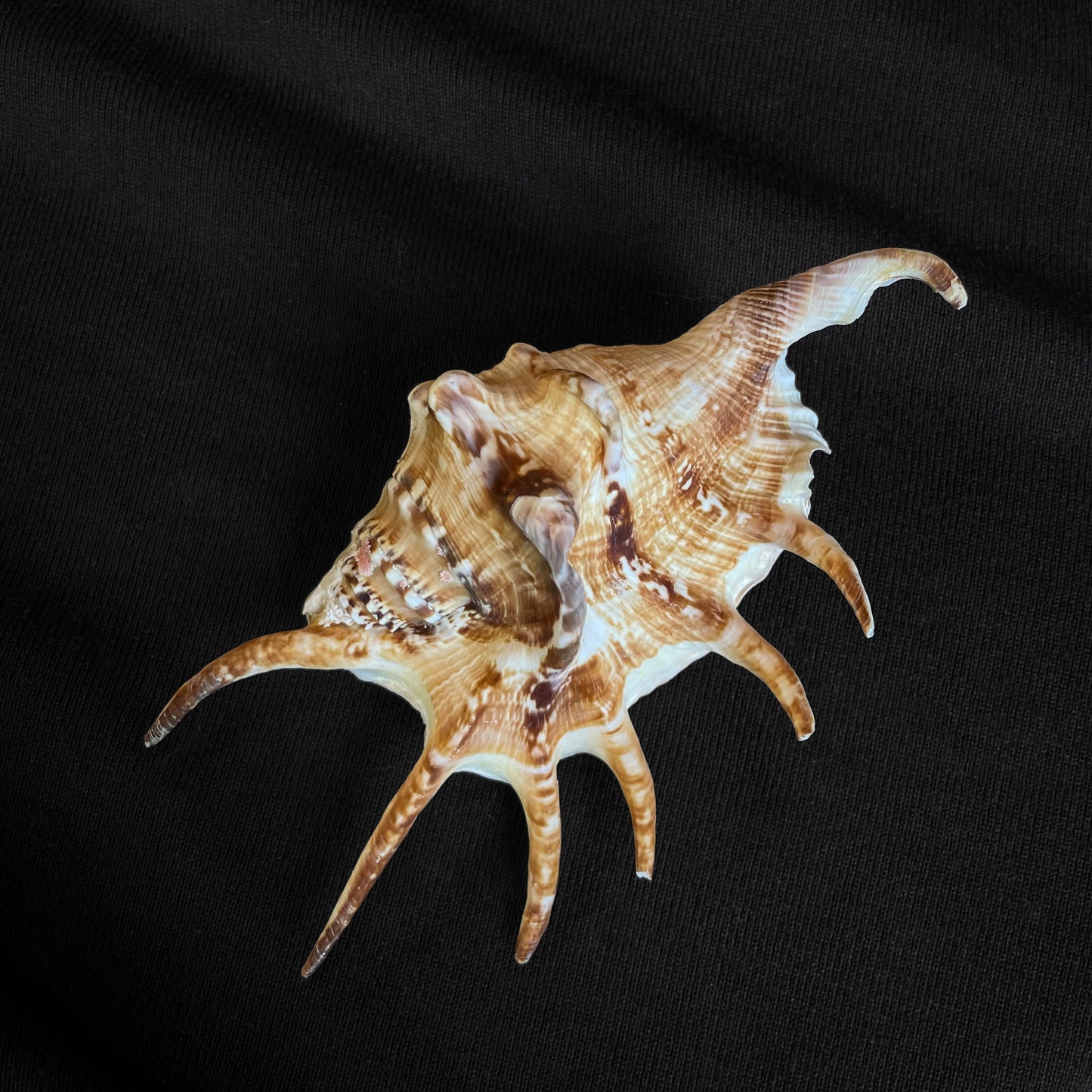 Lambis shell