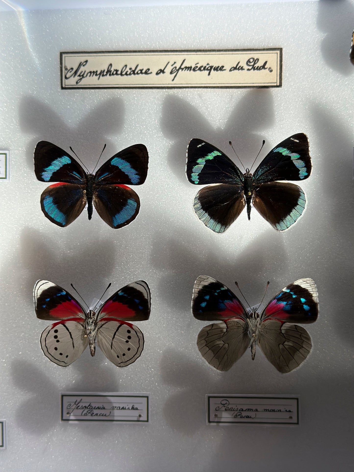 Composition de Nymphalidae d'Amérique du sud