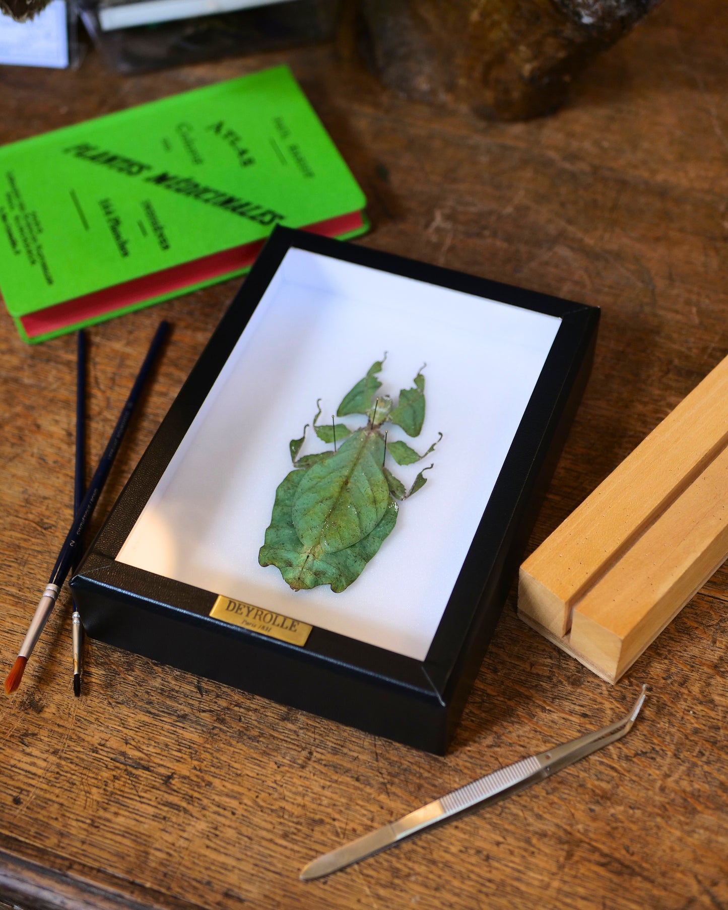 Phyllium giganteum