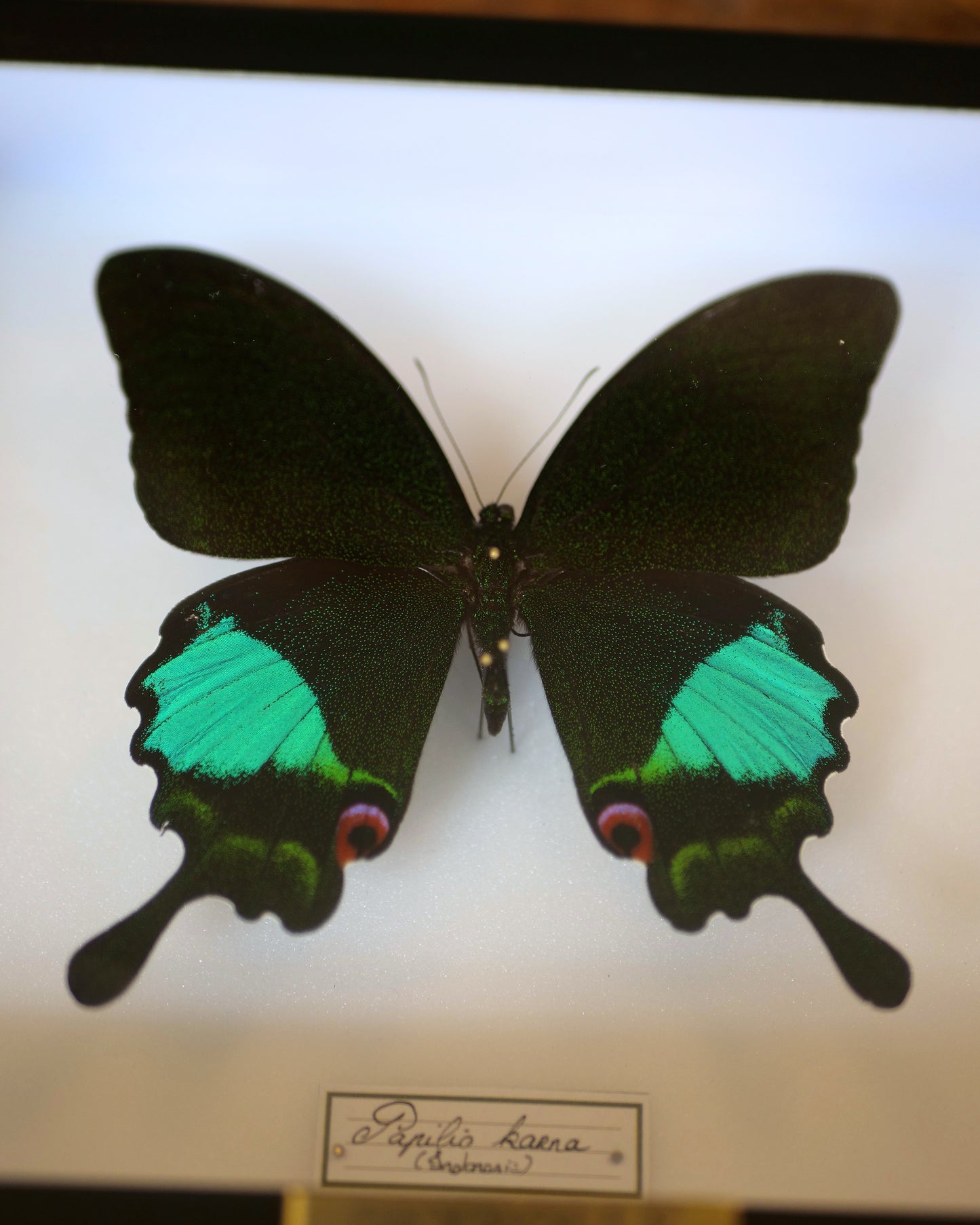 Papilio karna