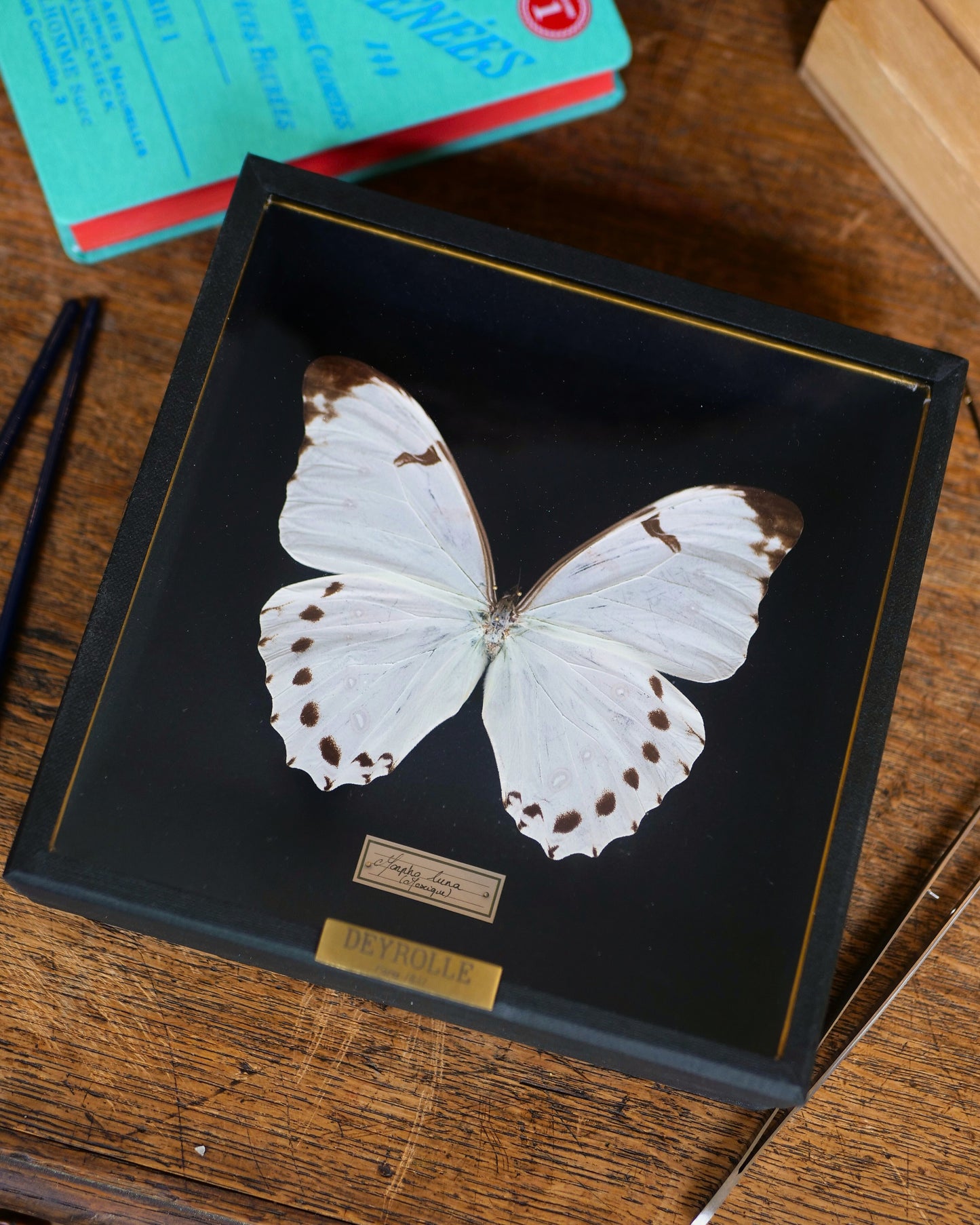 Morpho luna