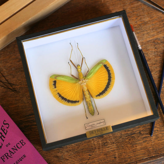 Phasme Tagesoidea nigrofasciata