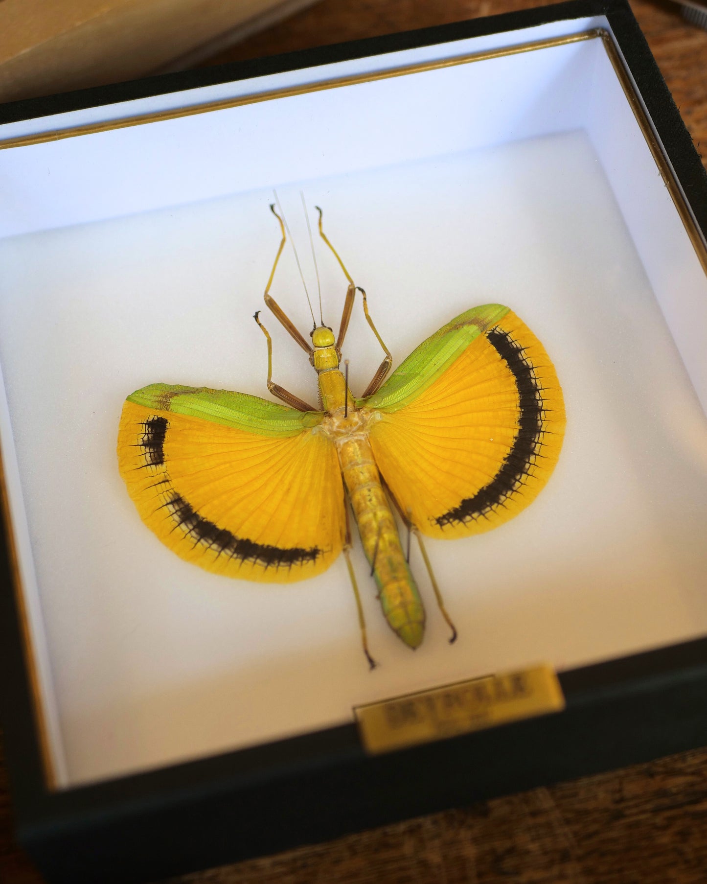 Phasme Tagesoidea nigrofasciata