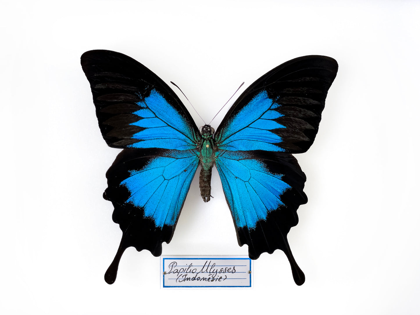 Papilio ulysses