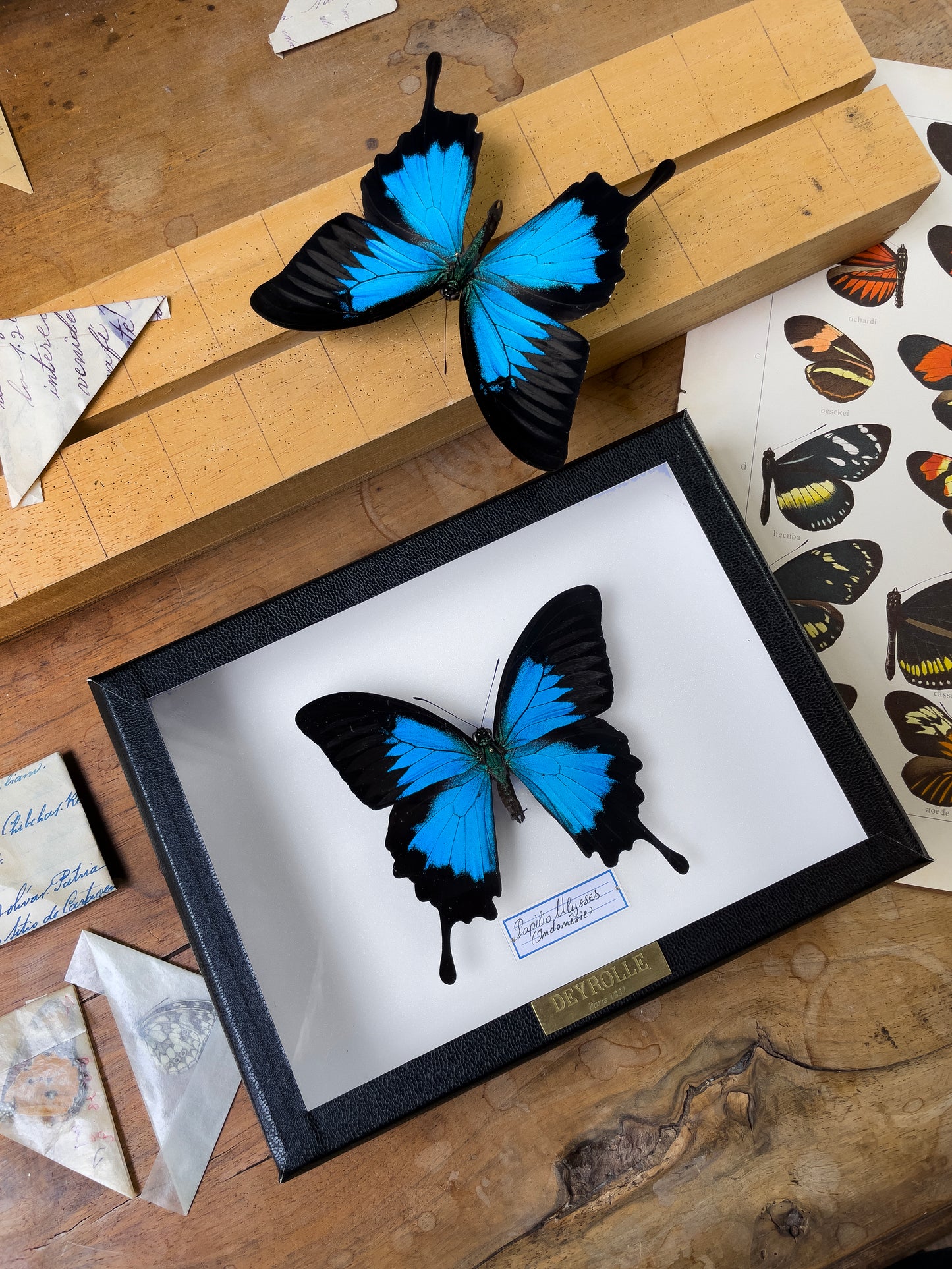 Papilio ulysses
