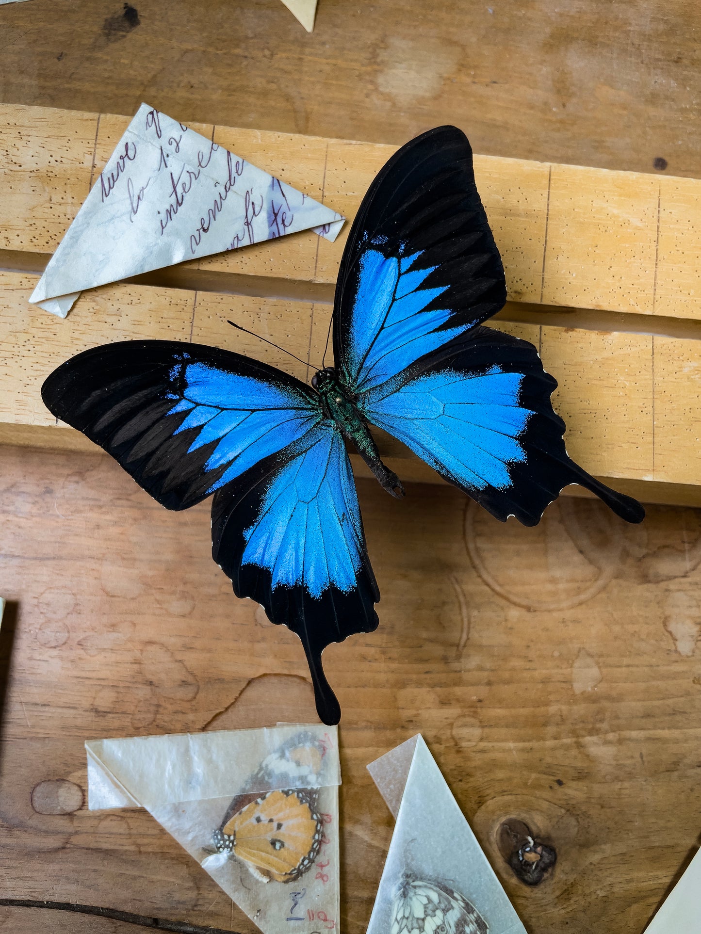 Papilio ulysses