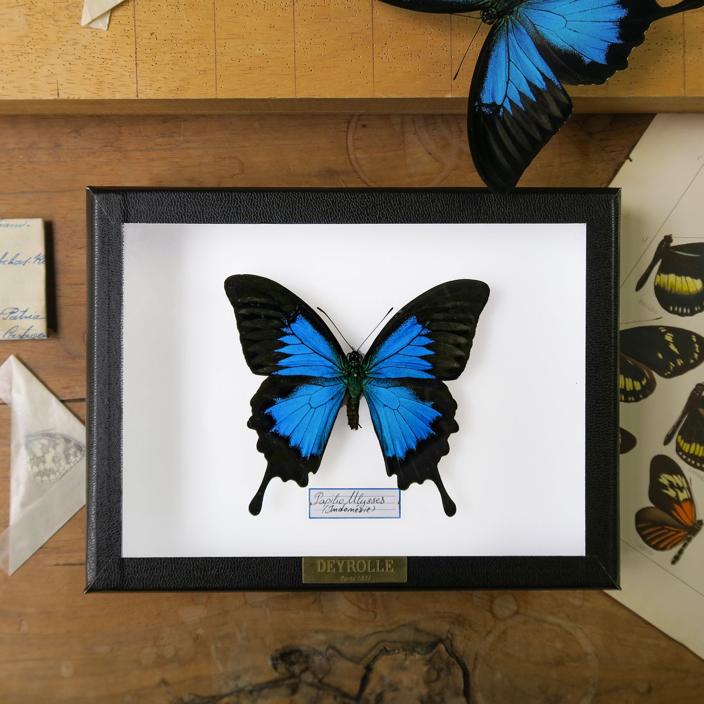 Papilio ulysses