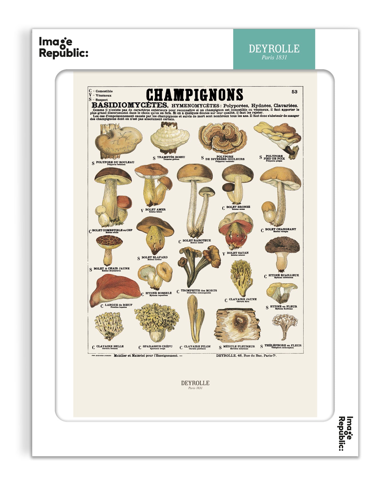 Les champignons - Deyrolle x Image Republic
