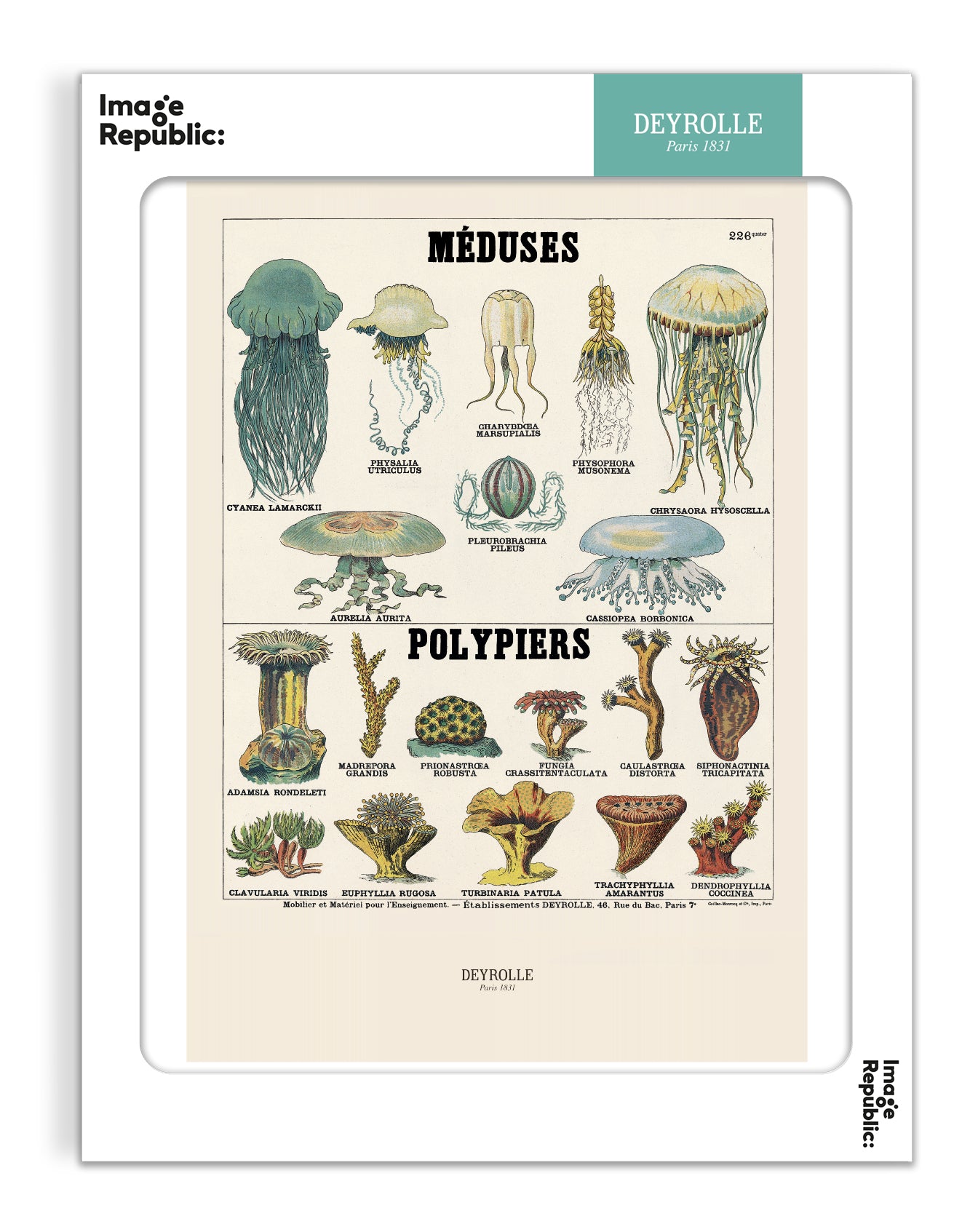 Les méduses - Deyrolle x Image Republic