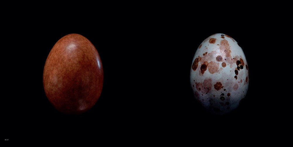 OEUFS