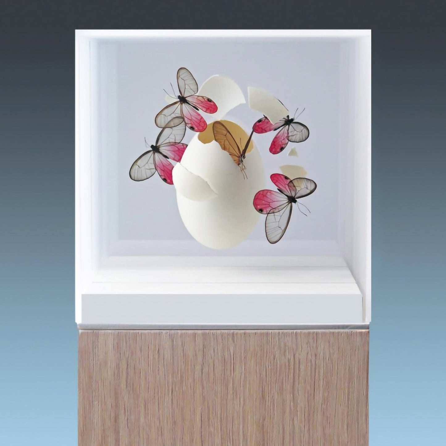 Egg impact
