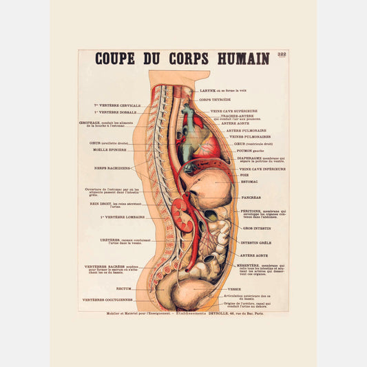 Human body section