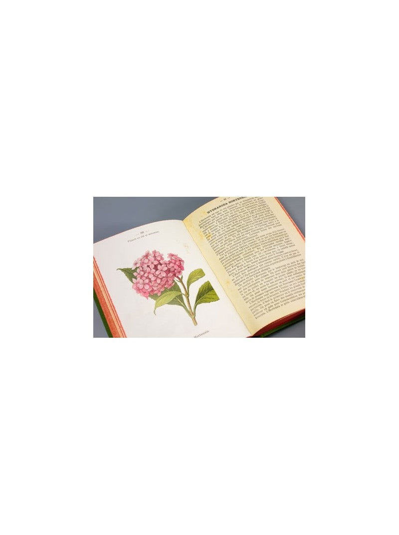 Atlas de Poche des Arbres et Arbustes