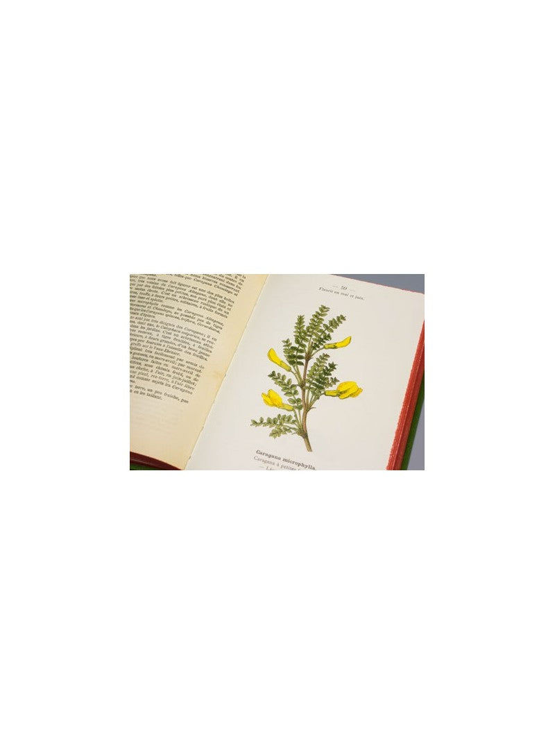 Atlas de Poche des Arbres et Arbustes