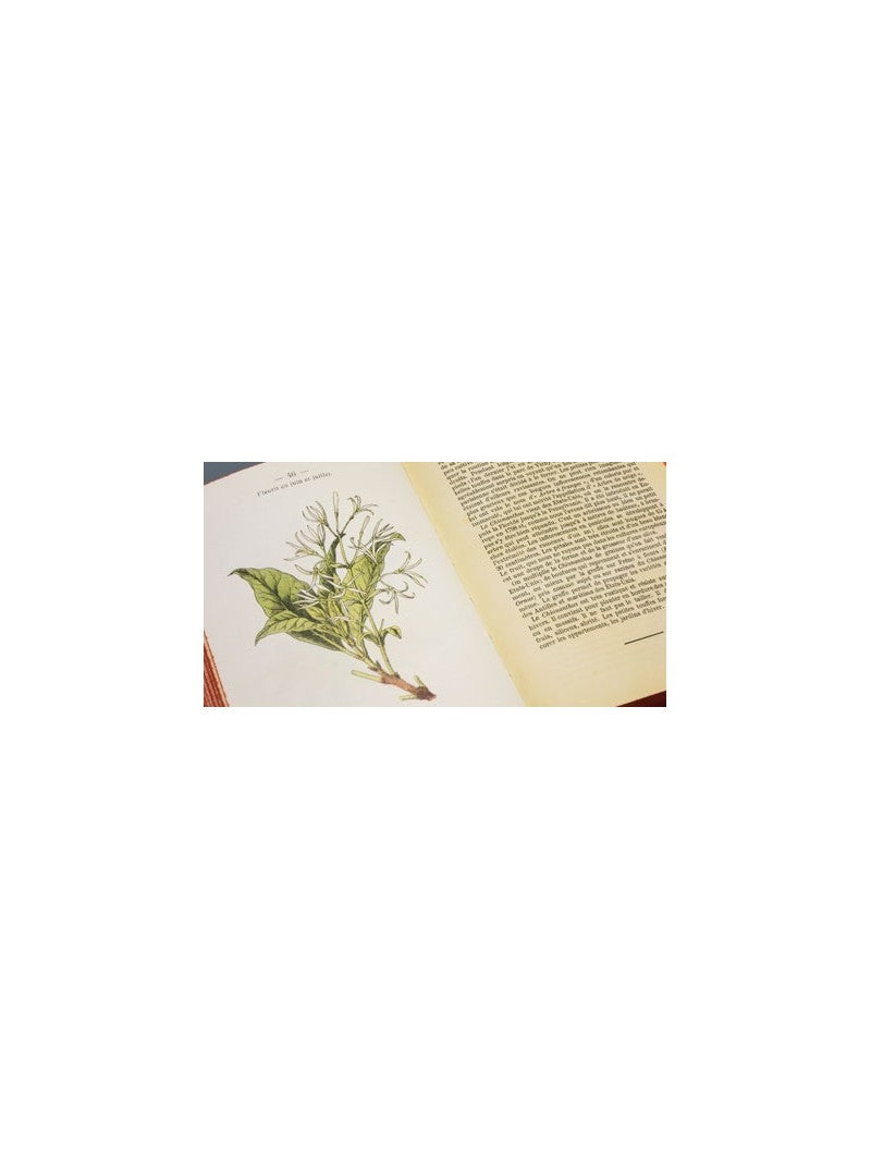 Atlas de Poche des Arbres et Arbustes