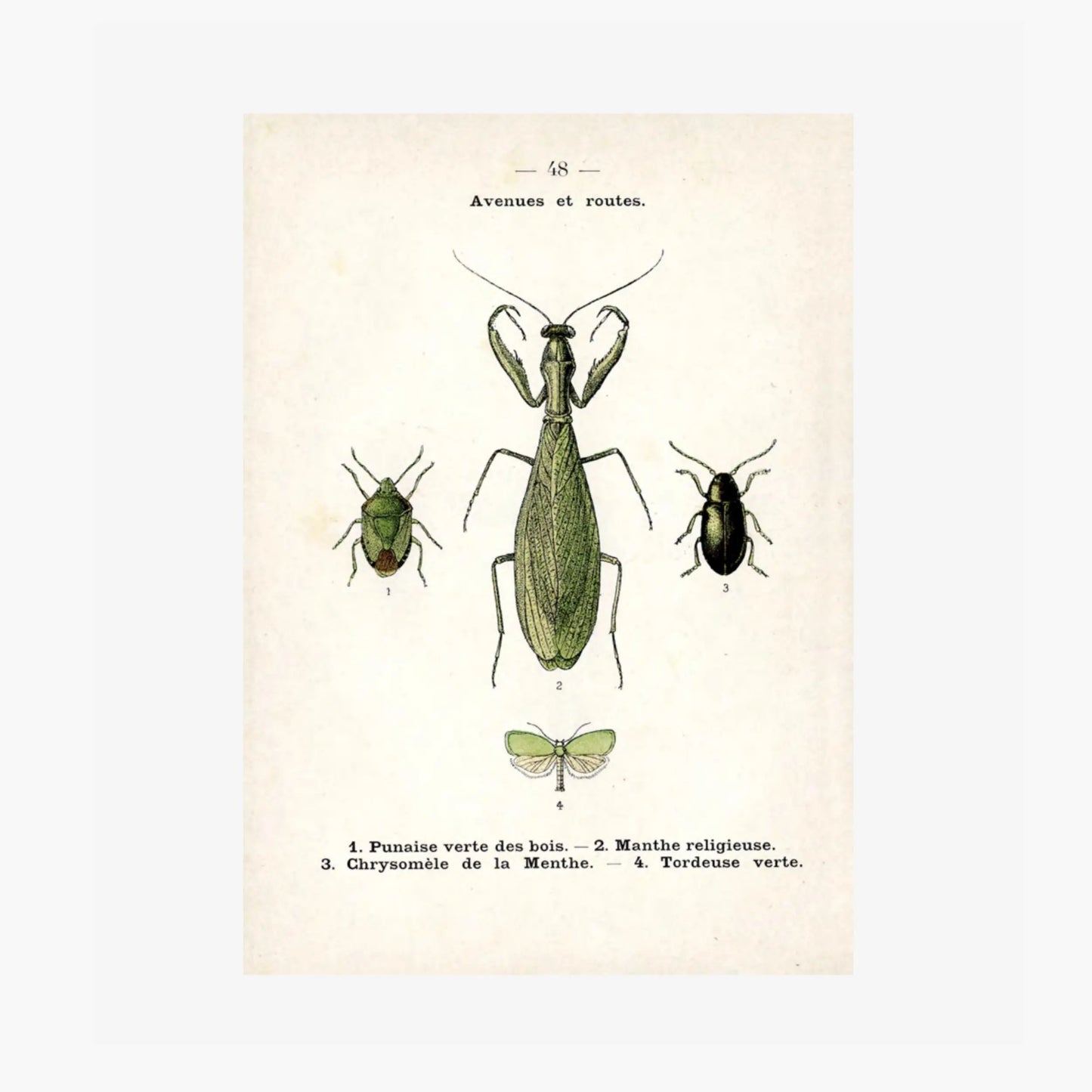 Atlas de poche des INSECTES de France (utiles ou nuisibles)