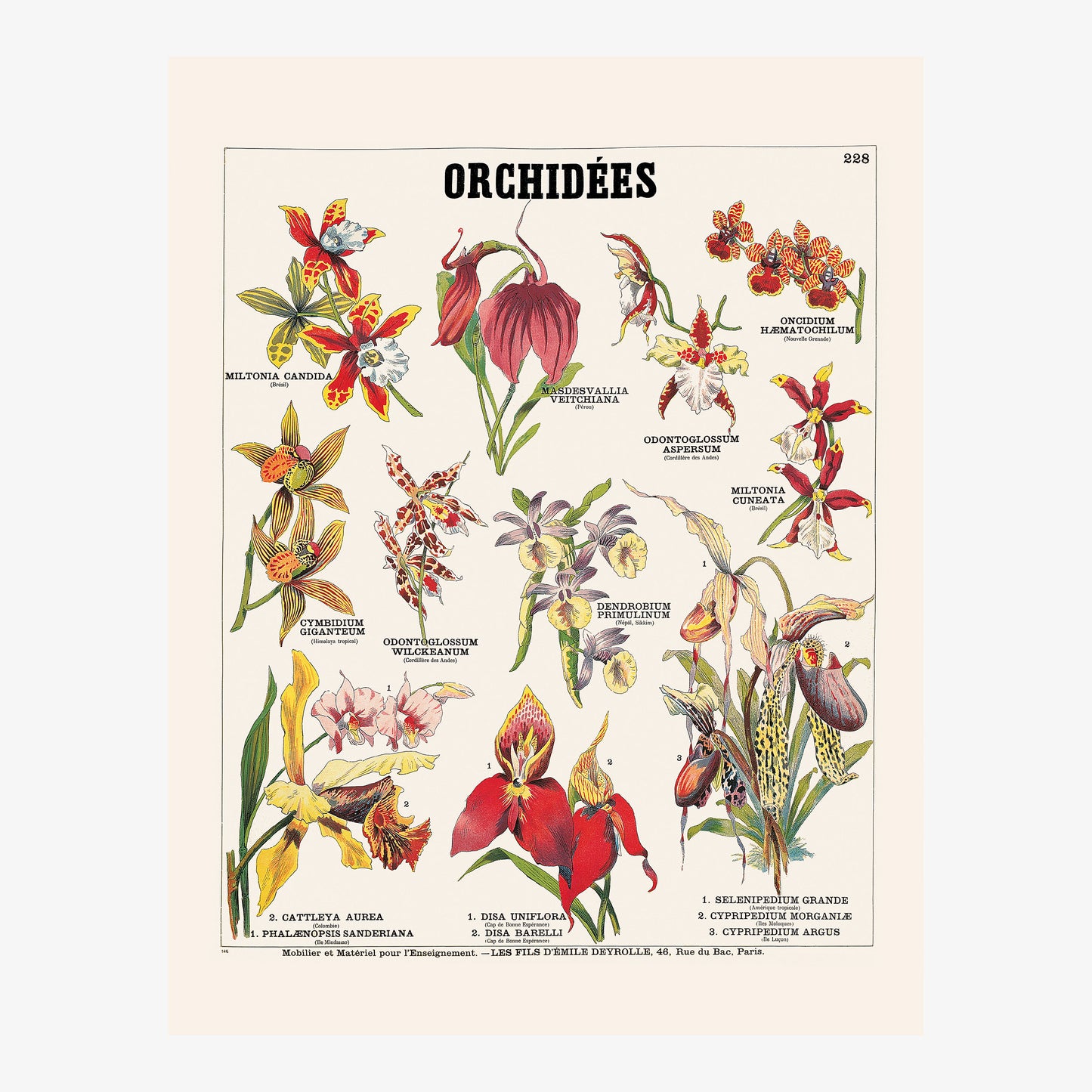 Les orchidées
