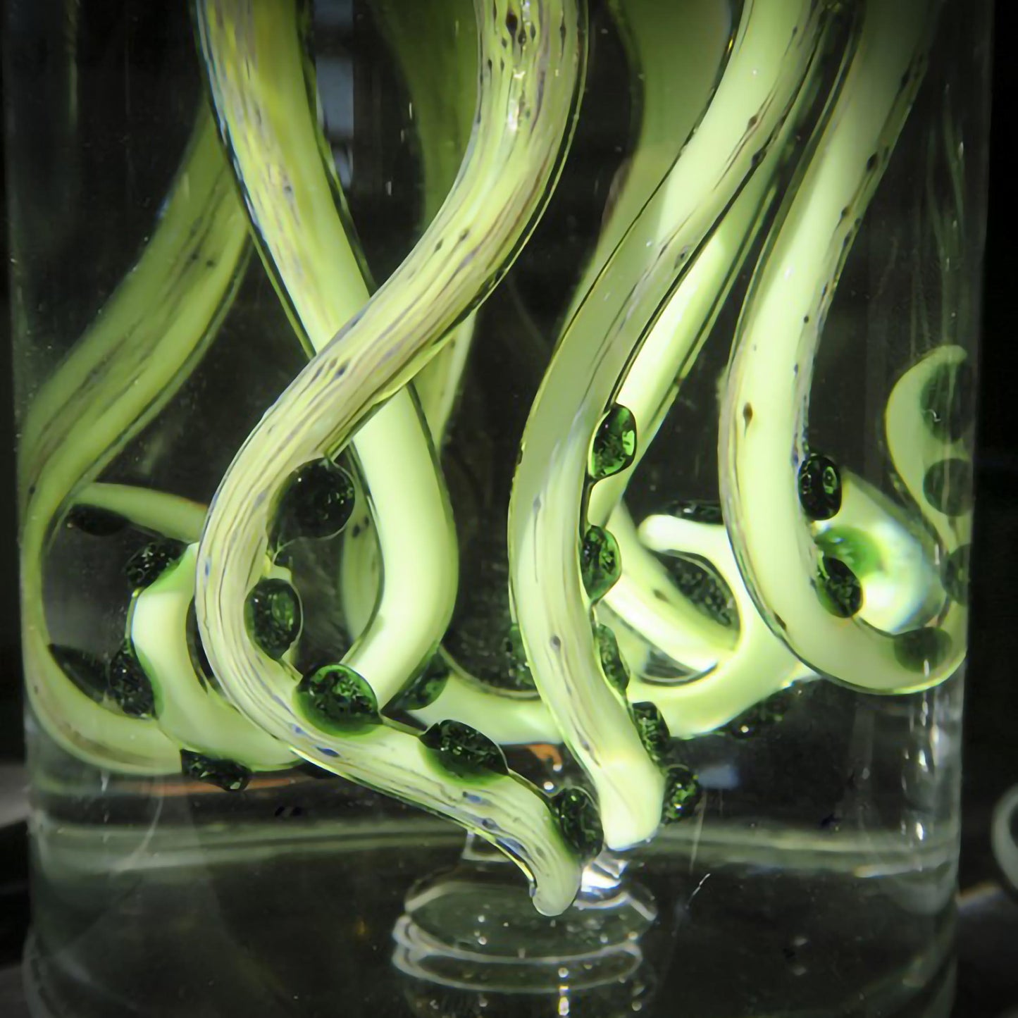 Cabinet de curiosité : Cephalopoda