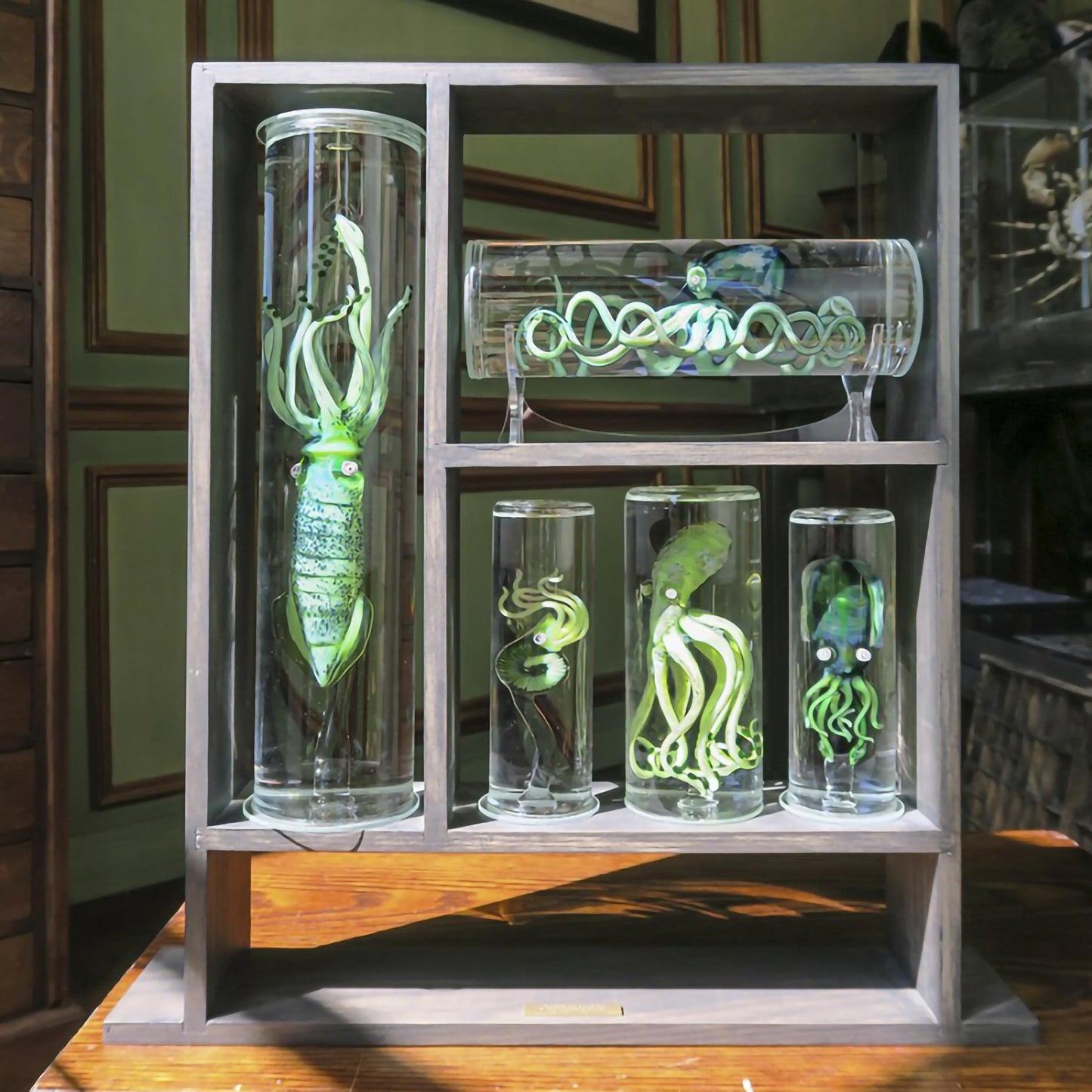 Cabinet de curiosité : Cephalopoda