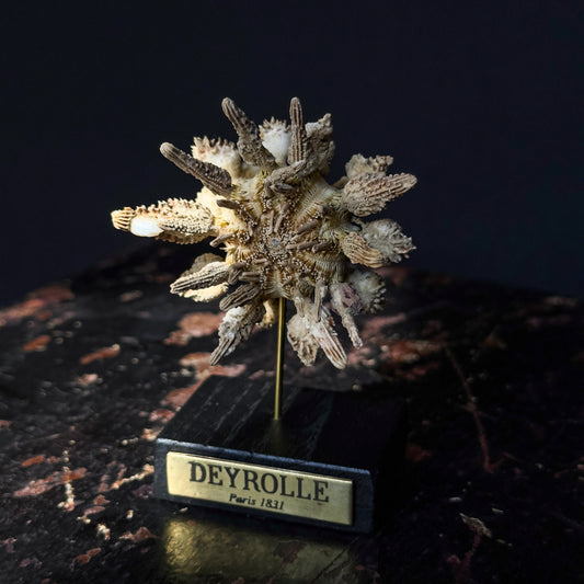 Pencil sea urchin on turned wooden base